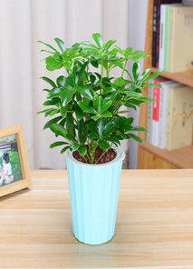 聚焦宁波镇海，专业植物租赁超吸睛