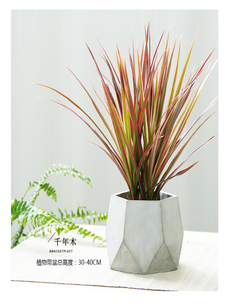 镇海花木租摆，轻松营造令人眼前一亮的空间氛围