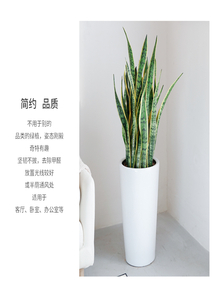 杭州湾花卉租摆服务好