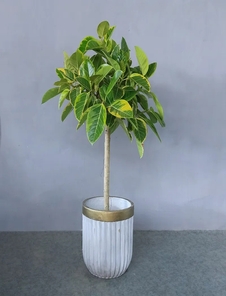 慈溪绿植租赁设计，让商业空间焕发自然魅力